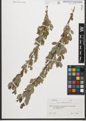 Foto von Salix starkeana Willd.